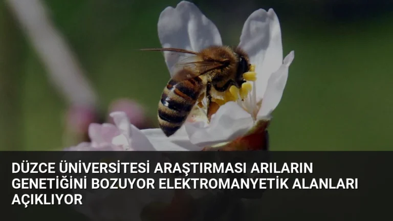 Düzce Üniversitesi Araştırması Arıların Genetiğini Bozuyor Elektromanyetik Alanları Açıklıyor