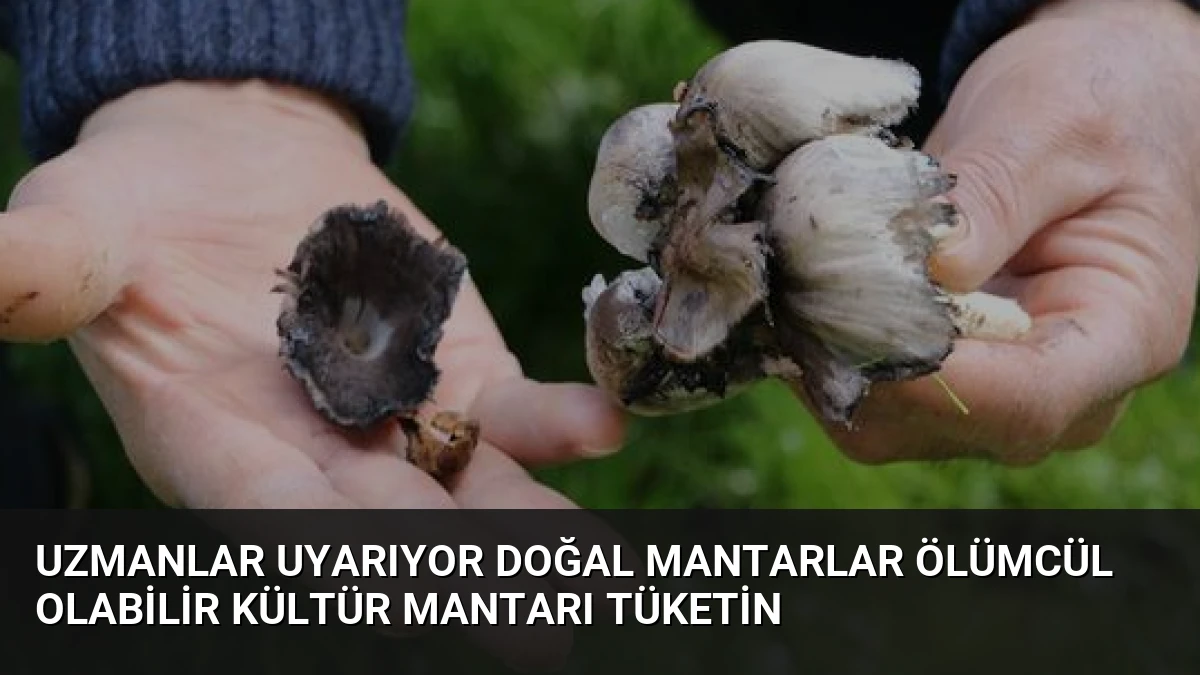 Uzmanlar Uyarıyor Doğal Mantarlar Ölümcül Olabilir Kültür Mantarı Tüketin