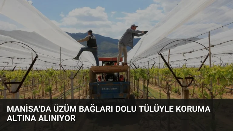Manisa’da Üzüm Bağları Dolu Tülüyle Koruma Altına Alınıyor