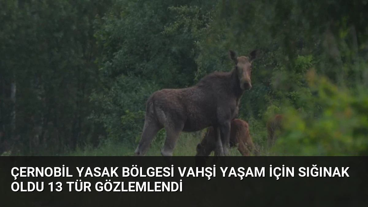 Çernobil Yasak Bölgesi Vahşi Yaşam İçin Sığınak Oldu 13 Tür Gözlemlendi