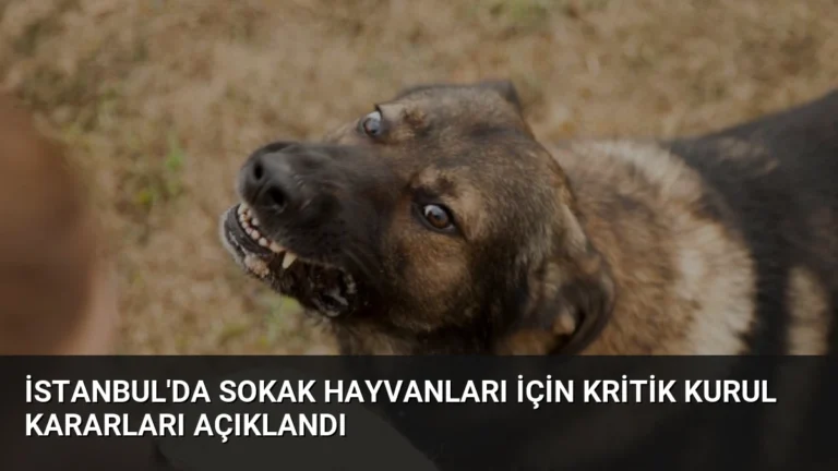 İstanbul’da Sokak Hayvanları İçin Kritik Kurul Kararları Açıklandı