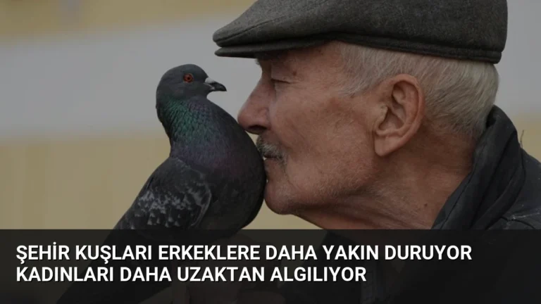 Şehir Kuşları Erkeklere Daha Yakın Duruyor Kadınları Daha Uzaktan Algılıyor