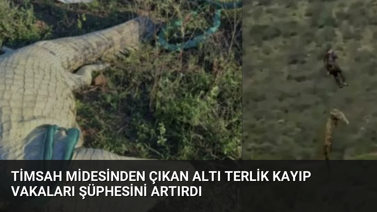 Timsah Midesinden Çıkan Altı Terlik Kayıp Vakaları Şüphesini Artırdı