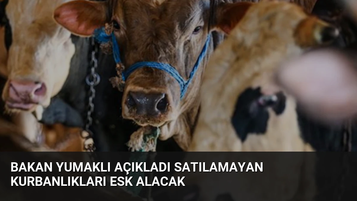 Bakan Yumaklı Açıkladı Satılamayan Kurbanlıkları ESK Alacak