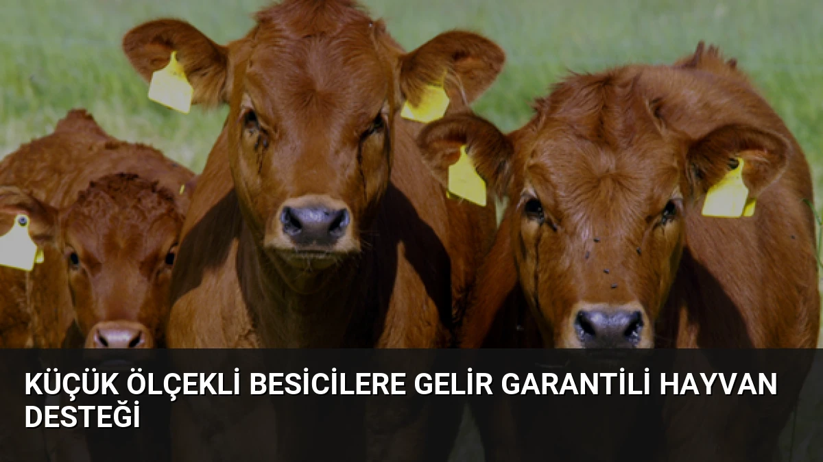 Küçük Ölçekli Besicilere Gelir Garantili Hayvan Desteği