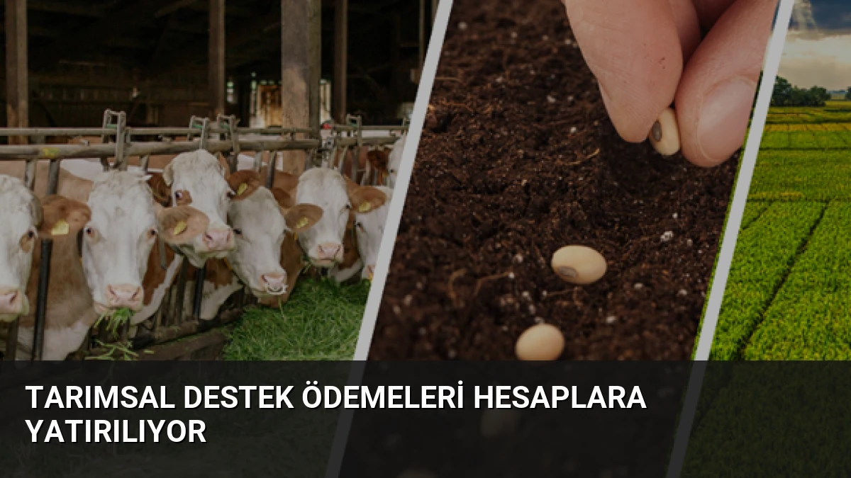 Tarımsal Destek Ödemeleri Hesaplara Yatırılıyor