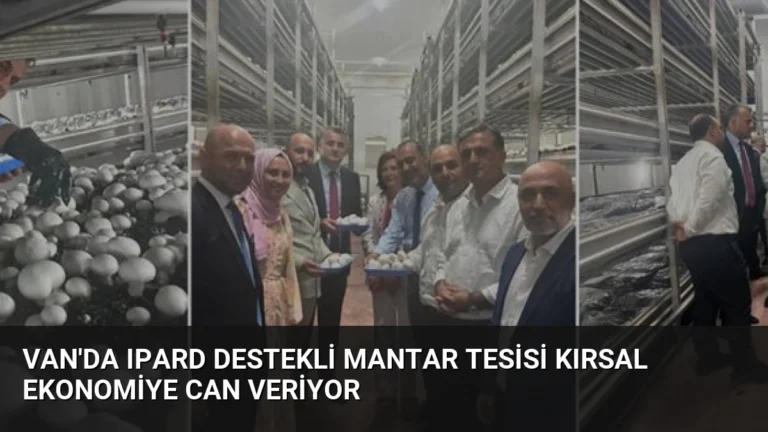 Van’da IPARD Destekli Mantar Tesisi Kırsal Ekonomiye Can Veriyor